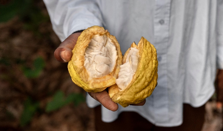 Le cacao : A croquer, à déguster (avec modération) ET à appliquer !